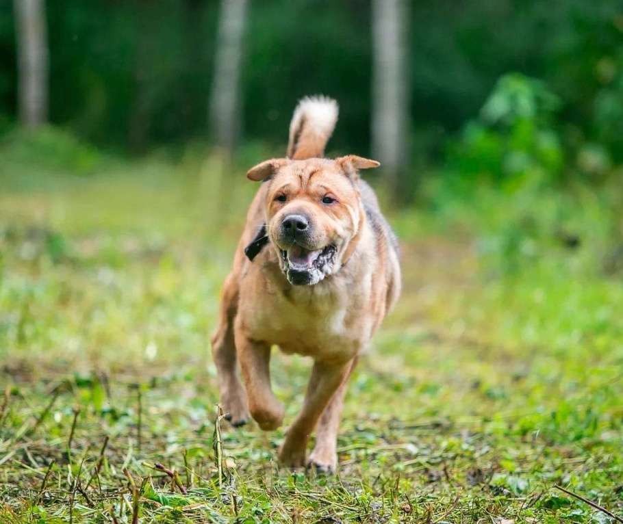 Собаки в Ногинске: Метис шарпея Шарон в поиске дома Мальчик, Бесплатно - фото 10