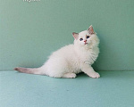 Кошки в Пензе: Котёнок девочка породы Рэгдолл - Bella Девочка, 65 000 руб. - фото 10