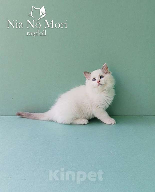 Кошки в Пензе: Котёнок девочка породы Рэгдолл - Bella Девочка, 65 000 руб. - фото 10