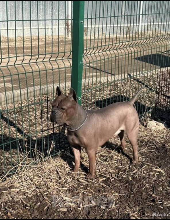 Собаки в Москве: Китайский чунцин Мальчик, 250 000 руб. - фото 7