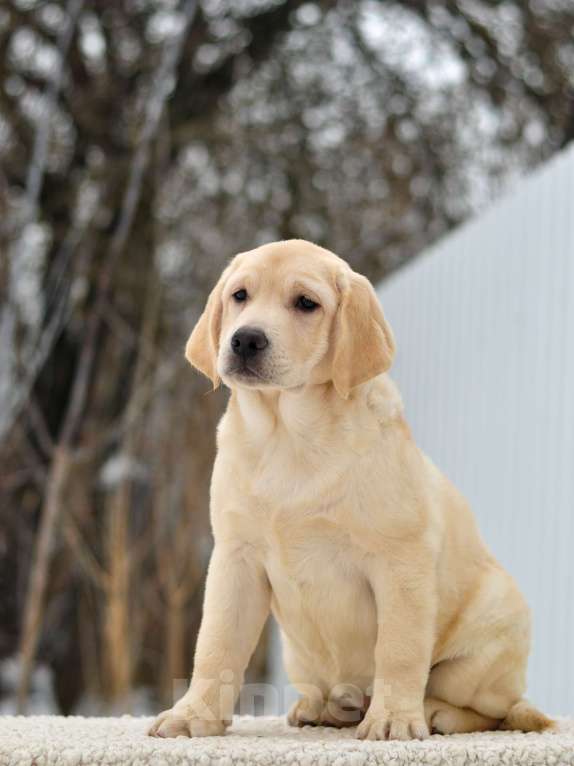 Собаки в других городах Липецкой области: Щенок лабрадора Холлабвууд'с Пэймес Леди Девочка, 60 000 руб. - фото 4