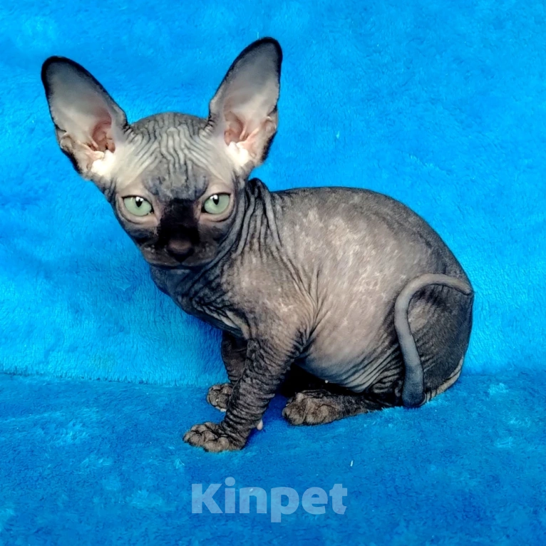 Кошки в Королеве: Очаровательный сфинксеныш из питомника Мальчик, 60 000 руб. - фото 1