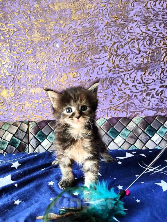 Кошки в Барнауле: роскошная мейн кун девочка Девочка, 20 000 руб. - фото 1