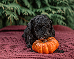 Собаки в Брянске: Мальчик той пуделя Мальчик, 40 000 руб. - фото 3
