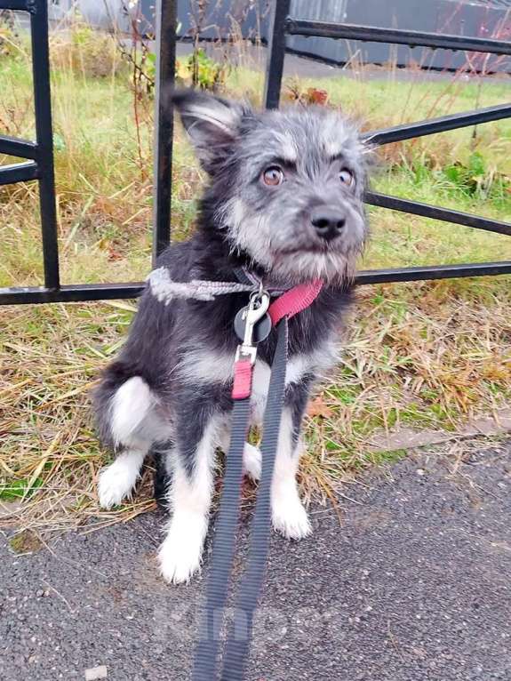 Собаки в Санкт-Петербурге: Маленькая собачка-домовёнок Девочка, Бесплатно - фото 8