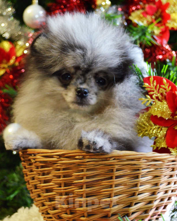 Собаки в Бийске: Щенки померанского щенка Девочка, 50 000 руб. - фото 2