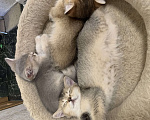 Кошки в Санкт-Петербурге: Котята шотландские Мальчик, Бесплатно - фото 5