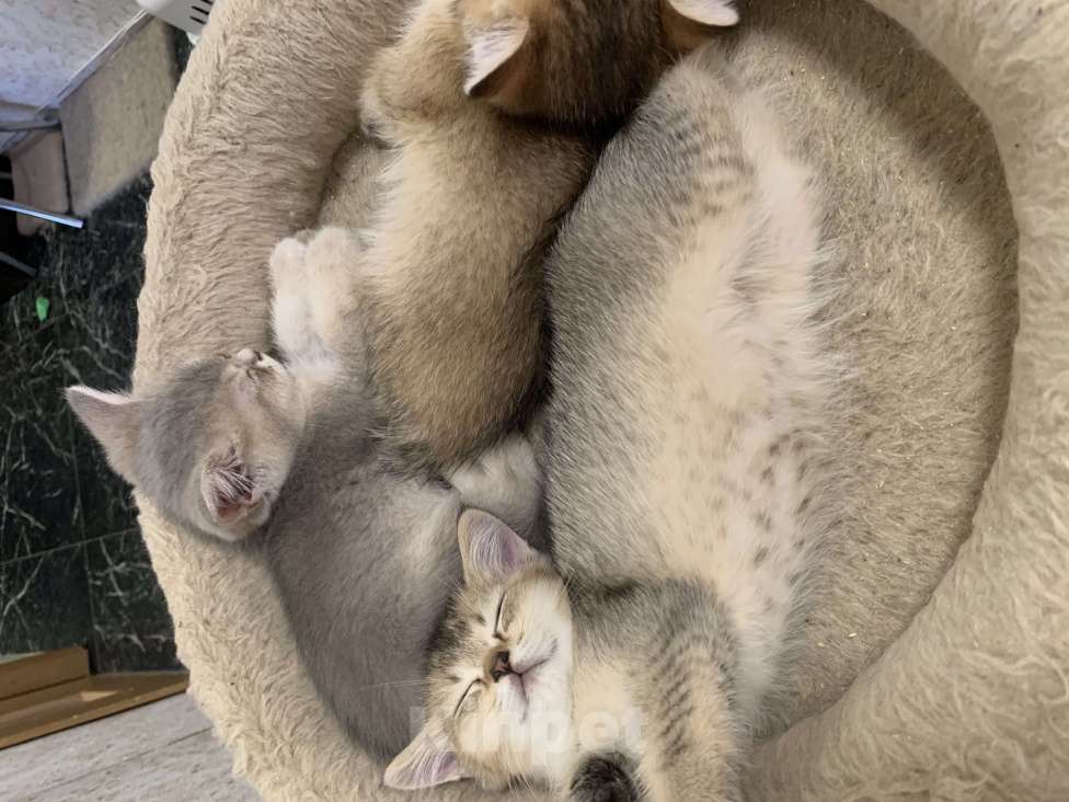 Кошки в Санкт-Петербурге: Котята шотландские Мальчик, Бесплатно - фото 5