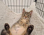 Кошки в Москве: Котенок Василек ищет дом Мальчик, Бесплатно - фото 2
