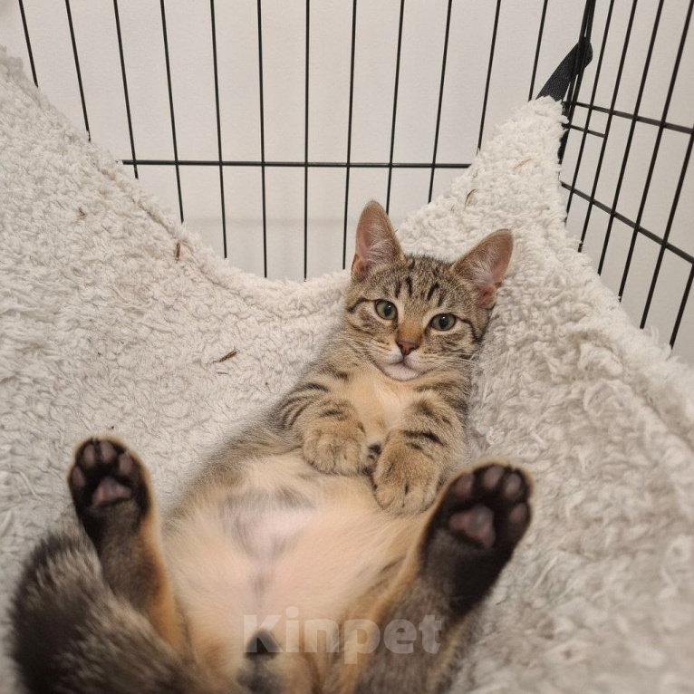Кошки в Москве: Котенок Василек ищет дом Мальчик, Бесплатно - фото 2