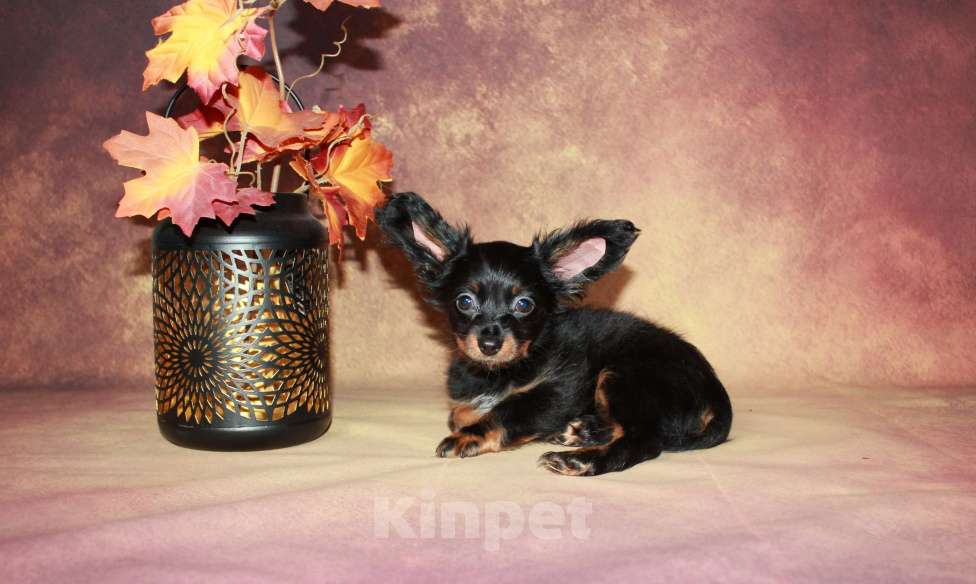 Собаки в Москве: Мальчик длинношерстный 2 месяца.  Мальчик, 40 000 руб. - фото 2