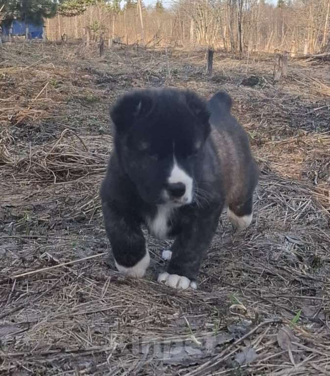 Собаки в Москве: Щенки САО Мальчик, 1 руб. - фото 1