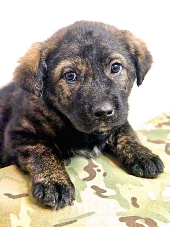 Собаки в Санкт-Петербурге: Чудесные щенки мальчик и девочка метисы лабрадора в дар Мальчик, 10 руб. - фото 7