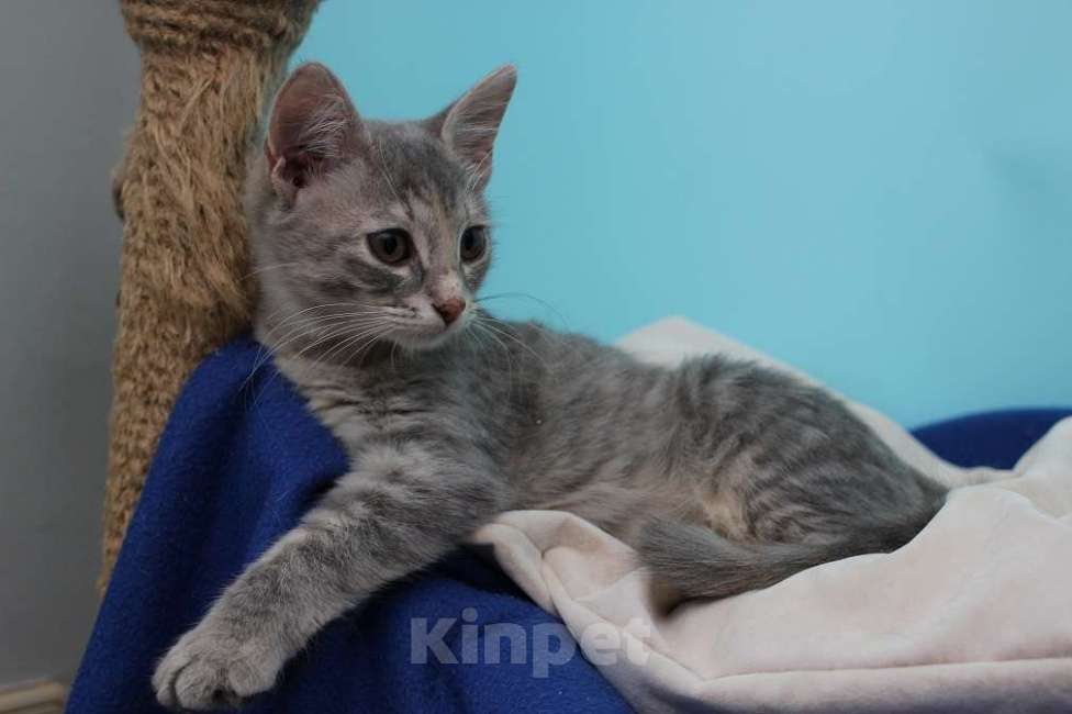 Кошки в Москве: Прелестная малышка Славушка! Котенок в добрые руки Девочка, Бесплатно - фото 3