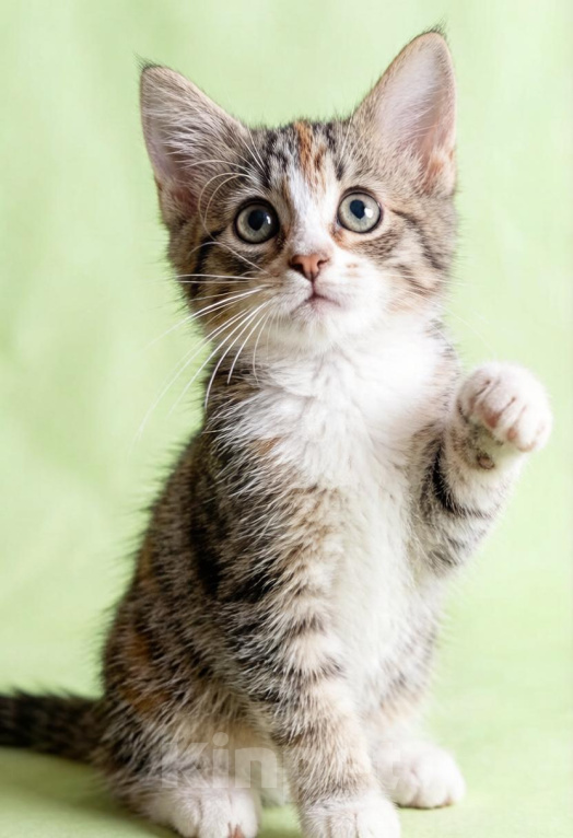 Кошки в Лобне: Особеный котик ищет дом Мальчик, Бесплатно - фото 1