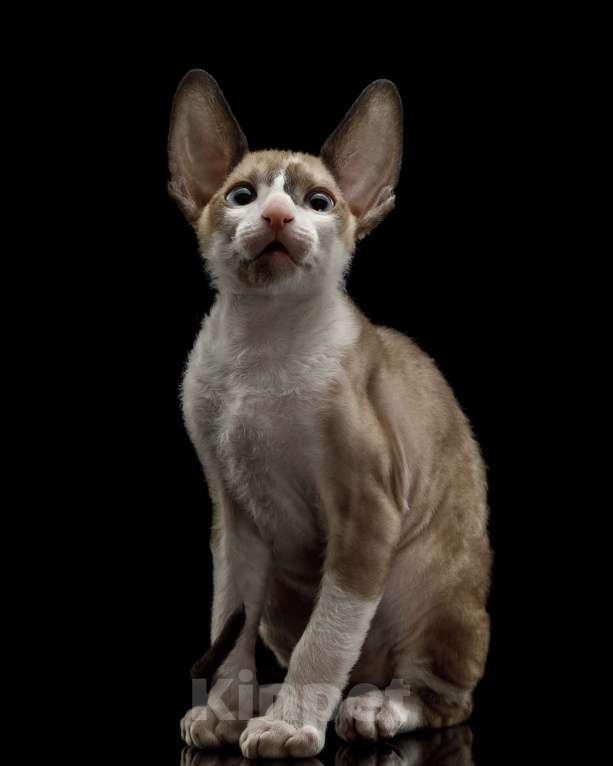 Кошки в Ростове-на-Дону: Котенок Корниш-рекс Мальчик, 45 000 руб. - фото 5