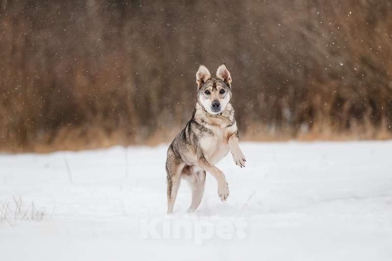 Собаки в Москве: Милый оптимист Джек ищет дом Мальчик, 1 руб. - фото 6