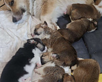 Собаки в Новороссийске: Продаю щенков корги пемброк  Мальчик, 60 000 руб. - фото 4