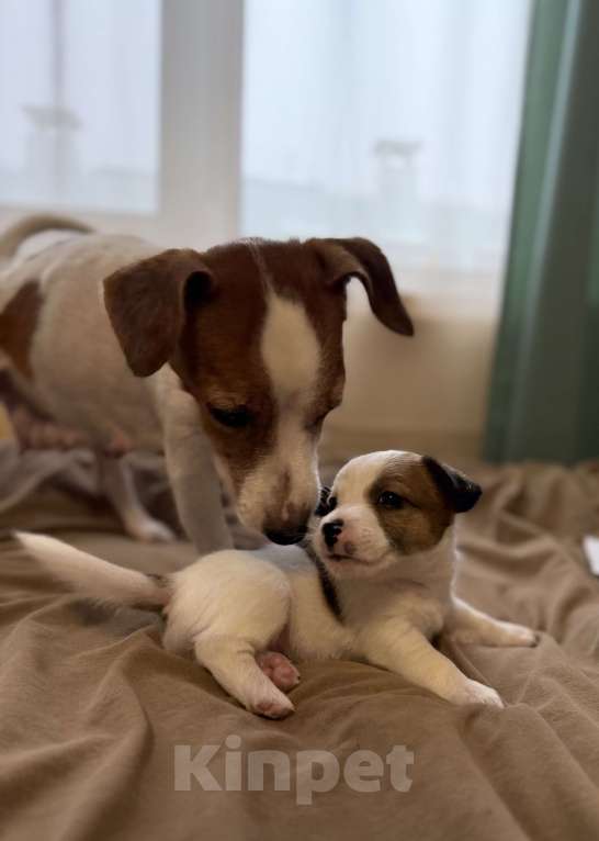 Собаки в Москве: Щенки от титулованных родителей Девочка, 28 000 руб. - фото 3