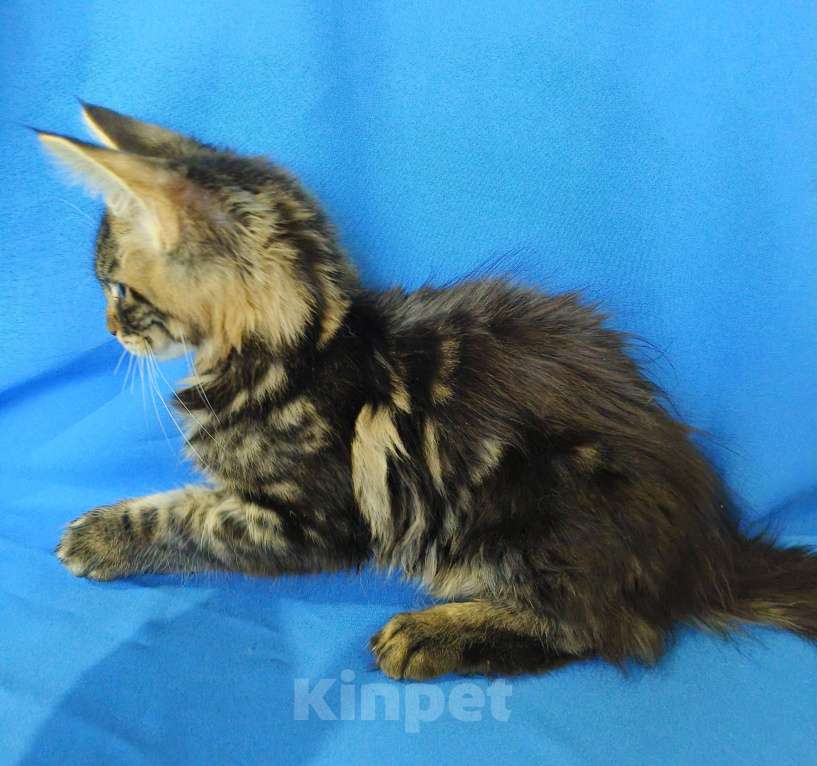 Кошки в Москве: Котенок Мейн-кун Мальчик Мальчик, 30 000 руб. - фото 8