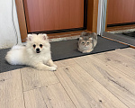 Кошки в Томске: Кошка Мира Девочка, Бесплатно - фото 1