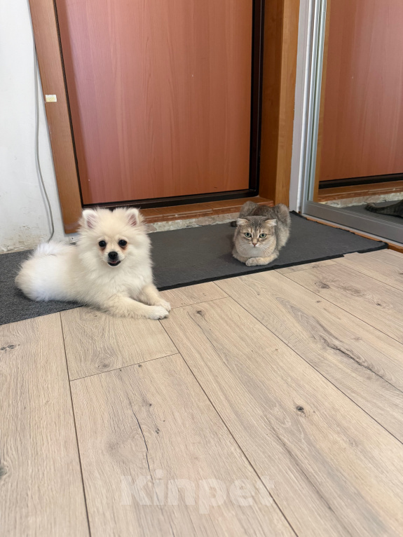 Кошки в Томске: Кошка Мира Девочка, Бесплатно - фото 1