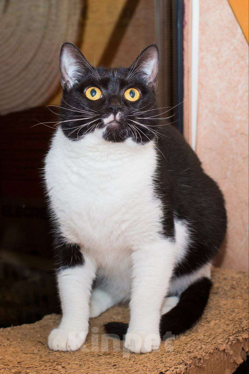 Кошки в Москве: Не пугайте кошек Девочка, Бесплатно - фото 1