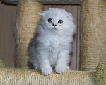 Кошки в Санкт-Петербурге: Скоттиш фолд Мальчик, 45 000 руб. - фото 1
