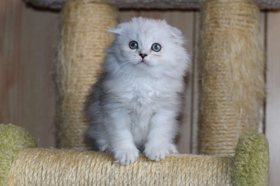 Кошки в Санкт-Петербурге: Скоттиш фолд Мальчик, 45 000 руб. - фото 1