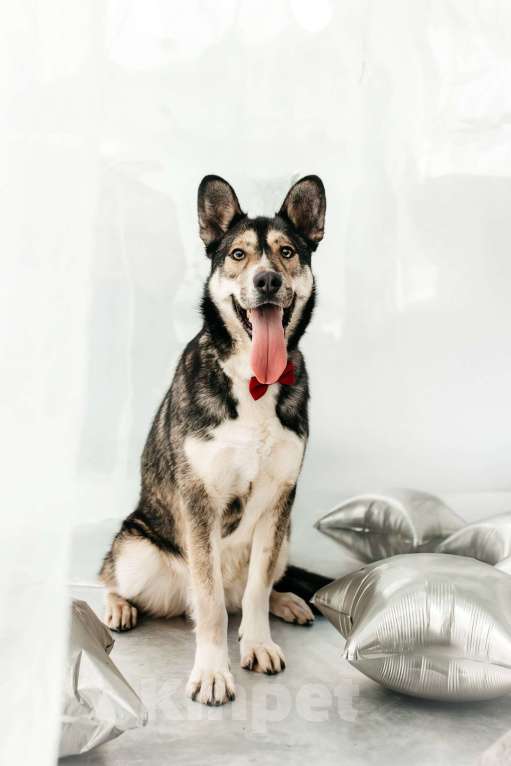 Собаки в Москве: Счастье ищет дом Мальчик, Бесплатно - фото 6