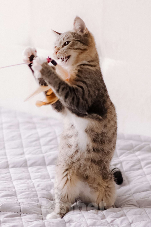 Кошки в Москве: Котенок в добрые руки Девочка, Бесплатно - фото 8