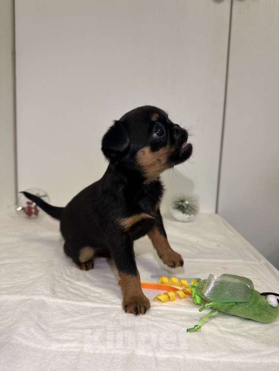 Собаки в Москве: Девочка пти брабансон Девочка, 80 руб. - фото 4