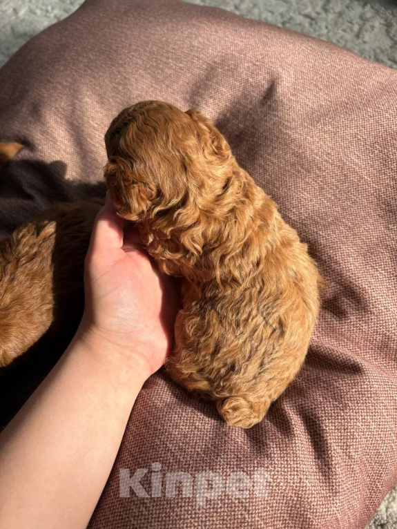 Собаки в Казани: Той пудель с Китайскими кровями, с короткой (теди)  мордочкой Мальчик, 100 000 руб. - фото 6