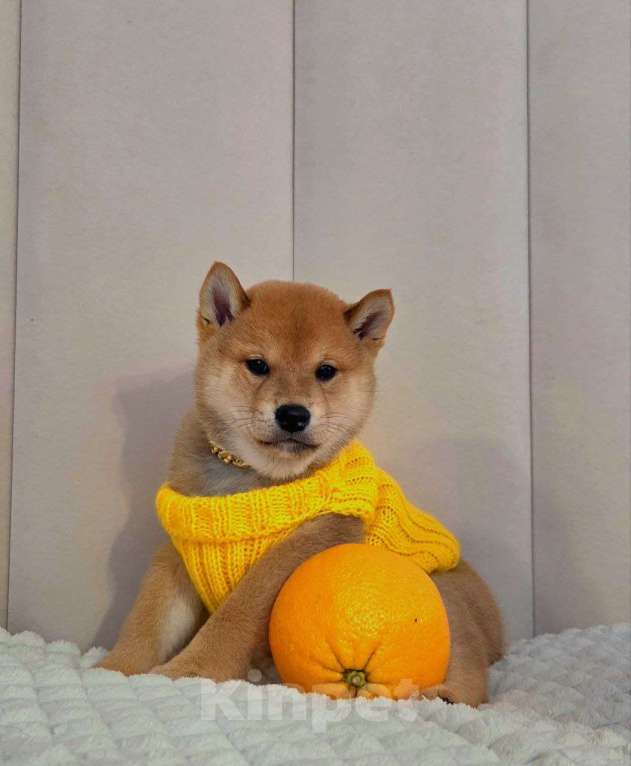 Собаки в Севастополе: Щенок Сиба ину Мальчик, 45 000 руб. - фото 5