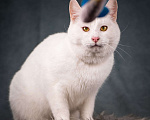 Кошки в Клине: Бьянка — красивейшая белоснежная кошечка Девочка, Бесплатно - фото 3