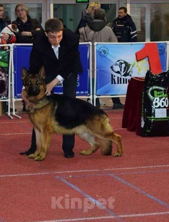 Собаки в Находке: Длинношёрстный щенок готов к продаже  Мальчик, Бесплатно - фото 4