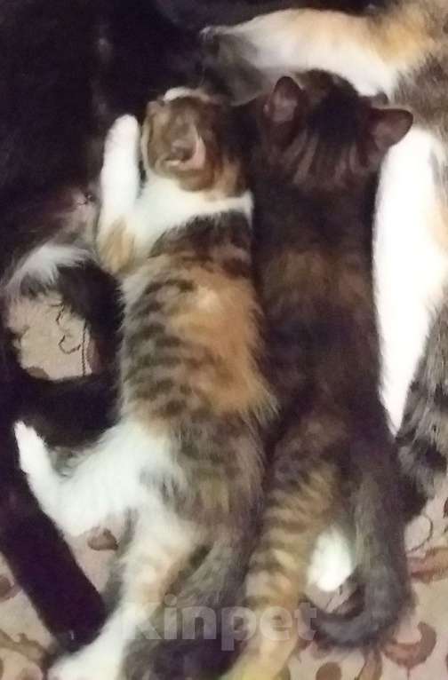 Кошки в Иркутске: Ласковые пушистики Мальчик, Бесплатно - фото 3