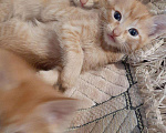 Кошки в Игарке: Котята, Бесплатно - фото 8