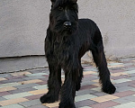 Собаки в Воронеже: Девочка ризеншнауцер документы РКФ Девочка, 70 000 руб. - фото 1