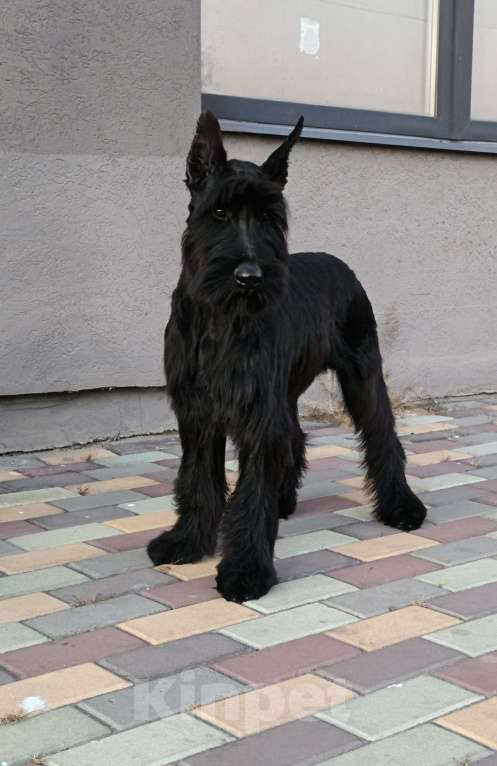 Собаки в Воронеже: Девочка ризеншнауцер документы РКФ Девочка, 70 000 руб. - фото 1