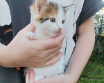 Кошки в Екатеринбурге: Замечательная кошечка, 2 месяца Девочка, 1 руб. - фото 1