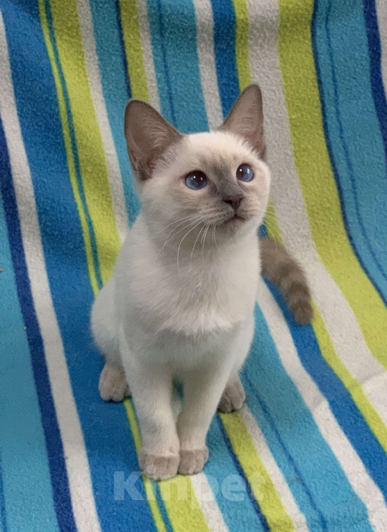 Кошки в Москве: ✨Тайский котёнок лайлак-пойнт, 4 месяца ✨ Мальчик, 60 000 руб. - фото 1
