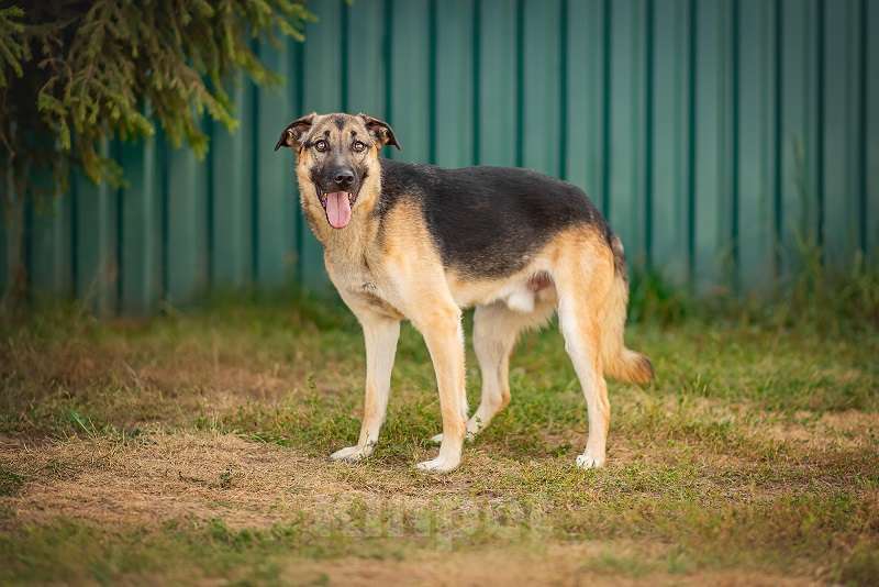 Собаки в Москве: Грей Мальчик, Бесплатно - фото 4