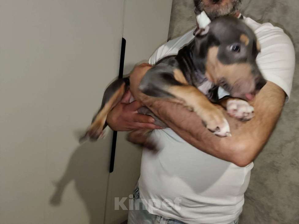 Собаки в Мурином: Девочка Дея ищет семью Девочка, 100 000 руб. - фото 5