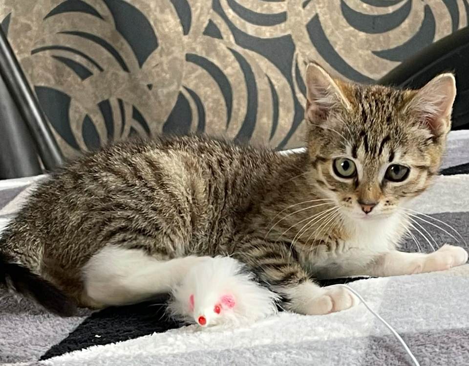 Кошки в Санкт-Петербурге: Котёнок в добрые руки Девочка, Бесплатно - фото 1