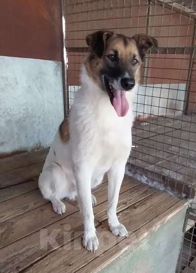 Собаки в Долгопрудном: Амурчику нужен тёплвый Дом и любящий хозяев Мальчик, Бесплатно - фото 6