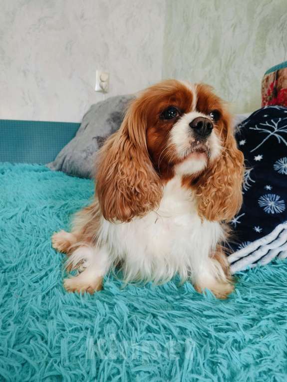 Собаки в Воронеже: Девочка окраса бленхейм Девочка, 50 000 руб. - фото 4