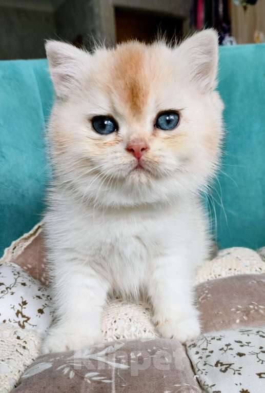 Кошки в Воронеже: Серебристая шиншилла Девочка, 35 000 руб. - фото 5