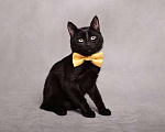 Кошки в Москве: Ласковый и игривый черный котенок-подросток Степа в добрые руки Мальчик, 10 руб. - фото 3