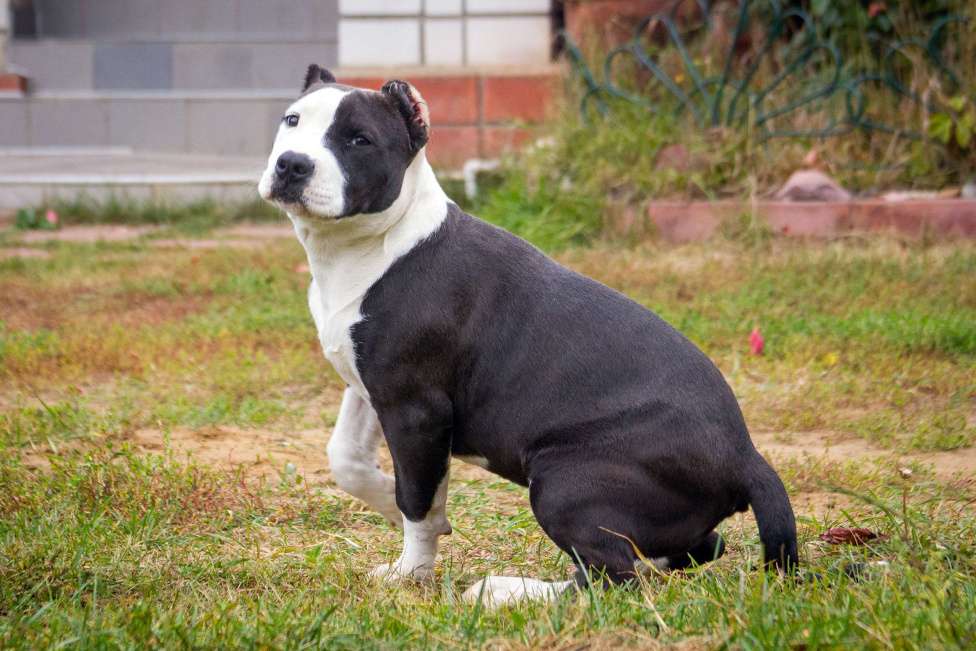 Собаки в других городах Московской области: Американский Булли XL Девочка, 50 000 руб. - фото 6